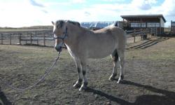 Rusty is a four yr. old gelding with a typical fjord personality, has been under pack boxes a few times, but should be reguarded as green as of yet. has been shoed and loads without problem, after all there might be food in the trailer. excellent
