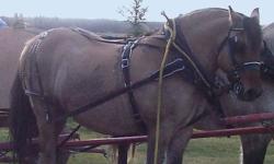 15hh 23" collar easy to work with feet,harness and drive.he is well broke.