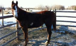 Foaled: April 19 2011
Sire: Grade Sorrel Overo "Ryder" 14'3 HH
Dam: Grade QH Black Mare "Jewel 14'1 HH
Flare should mature to around 14-15" HH. She is handled daily and is very friendly, does not bite or kick and has a very laid back personality. She is