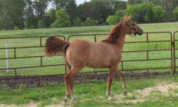 DOCS ROCKIN GAL  aka ROXI  IS AN AQHA  RED DUN YEARLING FILLY.  SHE IS WELL BUILT, EASY TO HANDLE, UTD ON ALL CARE. SHE IS WELL BRED  WITH THE POTENTIAL TO GO IN ANY DIRECTION.
THE LAST PHOTO IS HER DAM, WHO IS A GORGEOUS MARE THAT IS VERY GOOD TO