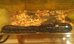 I have a Florida king snake ,she comes with everything u need tank,food for a month and a half, heat pad, hide, water dish, bedding, plants, a little brige, a tree, some rocks and some vines she is over 4 feet and full grown very friendly and very handle
