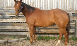 For Sale
6yr old, 15.3hh Reg. QH Gelding
Good looking, has wonderful bones and Feet
Well Broke and likes to work
Very smooth to ride, no buck, Sound
Harley loves People, very easy to catch
Loads and Hauls great
Stands prefect for the Farrier, clippers,
