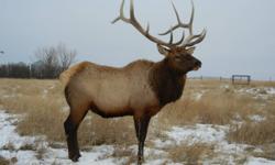 Looking to sell two Bull Elk for an on farm harvest. One scores about 370 to 380 and the other is close to 400. First come, first served. Price is firm. Located about an hour from Regina. Please email poster for more info.