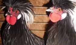 I have 2 Beautiful white crested black polish roosters free to good home, they are 6 months old, if interested drop me a email or call 871-2880 they are free. i need gone or will be sent to live on another plain of existence lol