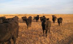 Black Angus bred heifers to start calving April 1, 2012, Bulls turned out June 20, 2011 bred to easy calving black angus bulls. Average weight approx 1050 lbs mostly solid black, 7 white faced.  Nice looking even bunch. Want to sell as a package