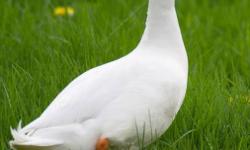 FOR SALE : four female mallards ducks....$12 each [white]
                     two male muscovy ducks ...$15 each [white ]
phone :           709 - 467- 2298