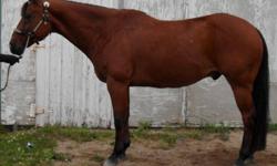 1997 AQHA performance bred gelding, Beautiful bay, 15.2 h.h. Great manners and very athletic. Sound, no vices, trailers well. Used as a reiner, a pleasure prospect, and good on trails. Could be a nice English horse or a penning horse as well. For a calm