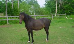 Because of poor health, we are forced to sell off our beloved ponies.  We are offering for sale our registered Hackney mare Sandy (She has been exposed to our great stallion)and our Stallion Rave.  They are both very easy to handle, have great feet and
