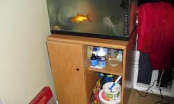 Four large goldfish, one gold, one white , two black mollies,
  come complete with 15 gallon tank and stand, food, water
  conditioner. Two of the larger fish are 4+yrs old.