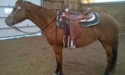 "One Freckled Tabu" is a four year old registered quarter horse mare. Bailey has been ridden since she was two, and is well broke western. She is an awesome all around prospect. She is a granddaughter of the well known Triple Tabu, as well as a