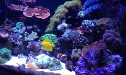 Corals and Frags
Anemone
Montipora Riccordia Uma Dendros Duncan's SPS & LPS
...
30 Gal Nano with HQI lighting and stand live rock and sand
Negotiable on living content
Only serious inquiries please
This ad was posted with the Kijiji Classifieds app.