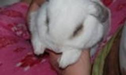 White lop-eared bunny is looking for a new, loving family. He is good with other pets (he currently lives with a dog and cat) and is trained to use his litter box.
Comes with his own hand built wooden cage, water bottle and food dish.
Pick-up is