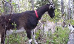 Nubian Alpine cross, the dark one in the pictures
Because she had kidding problems last year, I am 90% sure she can not kid again, but she has been exposed to a Boer buck.  She is friendly, leash and collar trained and gets along with cows, other goats,