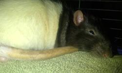 I have 2 rats (itchy and ginger) that I would like to find a loving home for before I move. The apartment I am moving into doesnt allow pets. They are around 8 months old, ginger is a bit anti-social but Itchy loves attention and being pet and played