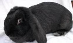 Roger is a friendly, indoor rabbit. He is only 6 months old. He is neutered. He is litter box trained and comfortable around other animals. He is very friendly. He comes with a travel kennel, two litter boxes, two bowls, and two automatic feeders. He also