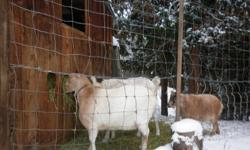 George is a large and sweet nubian/boar with beautiful floppy ears.  Wally is a pygmy and fun loving.  Lucy is a lamancha and great milker.  All are friendly and great with children.  Males are neutered so no smell.  Lucy is a great hiker (carried 20 lbs