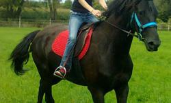 Titan is a black 5 1/2 year old Friesian Sport Horse gelding (17 hands). His dad is a Friesian Stallion currently doing dressage at pre-St. George, gold level. His mom was a thoroughbred.  Titan was just started at 4 years old. He has had 120 days of