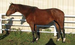 CJ Perfect Storm
2002 Appendix Quarter Horse Mare
Bay
16.2 hands
IN FOAL for 2012 to Skeptic Pinto Oldenburg
Foxy is a beautiful athletic mare with great conformation, a good natural topline, perfect lags and SOLID feet. Foxy is well trained and is