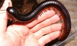 looking to buy a giant milipede for a reasonable price, plz email if you have one for sale thanks :)