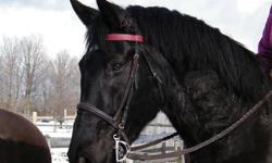 Beautiful, Big, Black, Percheron/Thoroughbred Mare, 5yr. old. Owner moving to Kingston and needs to down-size. Has been in training for past 2 months and coming along nicely.Walk,trot, canter-started over small jumps and trotting poles and a little leg