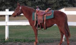 Both sired by a Freckles Playboy/Docs Haida stud. One is outta a Peppy San Badger mare, the other is outta a Colonel Freckles/Doc Bar mare.
Have been saddled & round penned.
$1200/each
780-884-4311
This ad was posted with the Kijiji Classifieds app.