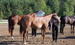 "Arm Candy" is a beautiful AQHA/APHA reg'd 2 year old filly. Sorrel with chrome and sweet personality. Approx stands 15.2hh and growing. This filly has great bloodlines and is by the amazing stallion "Seriously Secure". Arm Candy has been to shows and won