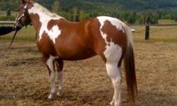 PB Montanna Leo Bar is a well Bred, 15.1H, Chestnut Tobiano with lots of color to get you noticed along with great conformation. She is green broke with 45 days prof training and goes english and western. She has been out and showed lounge line and halter