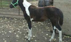 OUTSTANDING BLOODLINES! Registered APHA April 2011 black and white filly. Her name is Spectacular Summersky and she can be found on http://www.allbreedpedigree.com She is very quiet, picks up all four feet, catches easily, and leads well. Located at