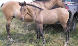 We are reluctantly offering, for sale, this young, good looking weanling colt.
 
His dam is an Appaloosa/QH Dunskin marked mare who stands approx 14.2hh.  His sire is a Palomino Morgan stallion who stands 14.2hh.
 
This colt's gorgeous dunskin coloring