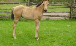This filly was born JUNE 29, 2011 This filly should go places,and has potential to follow in  her full sister's footsteps ( her oldest sister at age 1 & 2 has been high point halter for two years, her other full sister aged 1 has placed in all her classes