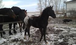 Here is a very pretty little colt. He is a very pretty blanket appy with 2 hind socks. Halter broke. Should mature around 15HH. Born May 2011
He has no appaloosa mottling on his face [no pink or speckles] and is a gorgeous dark chocolate brown.
bought him