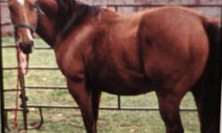 9 year old AQHA gelding for sale for $2500. He is great on trails, eager to please, easy for all levels to ride, can head, heel and run barrels. Contact Barry @ 780-755-2202 for more information.
