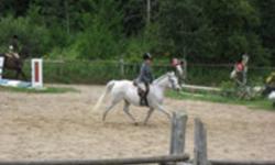 Heidi is a beautifull 11 year old 13.3hh welsh/arab pony who has done local schooling shows and has been successful. she is a very flashy mover and is very willing to do anythin she is asked! she has done 2.6 classes and hack but has also started to do