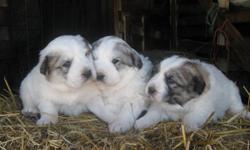 For Sale:
Great Pyrenees pups 5 weeks. There is one male and one female available.
Both parents are working dogs on our sheep farm.
Parents are excellent working dogs as well as being good with children.
Both parents are CKC registered and the sire is a