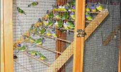 4 green back female gouldian finches ready to breed $55 ea.
 
these birds are closed band 2011, and have been treated against  any parasite insects.
they are guaranteed as healthy, well fed, good feathered and ready to breed. Blue Faced Parrot cheek