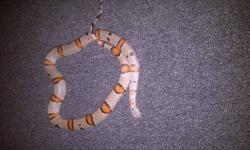 this is a 37 inch female grey banded king snake. she comes with all the accessories and a tank and stand. she is very friendly and has never bit. she is great with kids and will be a great friend.
175 FIRM. STARTED AT 300 AND NOT AM AT 175. SO 175 IS