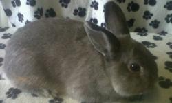 Five month old male dwarf bunny, grey in colour. Friendly and used to children and dogs. Looking for a permanent, loving home. New owner must have a suitable cage of their own. Contact via e-mail.