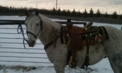 Quinn is a well bred gelding that could do lots if he was used but , no time , so he goes. 14-2 hands and just needs time.
This ad was posted with the Kijiji Classifieds app.