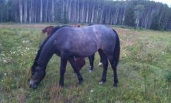 Beautiful Grey 3/4 TB, 1/4 Percheron filly. Mature to 16.2 hh .. Very nice temperment. Very friendly & outgoing.