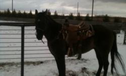 8 year old grullo gelding , 15-1 hands high , going good but no time to do anything with that is why he is for sale. He is registered.
This ad was posted with the Kijiji Classifieds app.