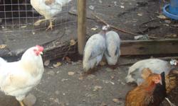 20 week old guina fowl for sale. I have up to five for sale.