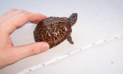 I am selling my two year old Gulf Coast Box Turtle for $200. He is
4 inches, healthy, easts anything that moves. I am selling him because I am focusing my attention on a different subspecies.
Box Turtle Diet
You can view our