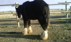 Beautiful black gypsy vanner colt, 1 1/2 years old, registered, awesome calm disposition, halter broke good with his feet up to date on deworming etc. should mature 13-14hh, priced to sell!