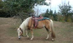 Female Haflinger horse for sale to good home. Great trail rider and super friendly. She is only concidered a pony at 14 h. Papers included from date of purchase and all her heritage. Serious inquires ONLY.