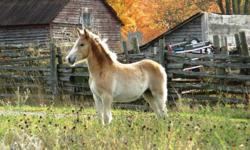Eighteen year old reg. Halflinger mare, broke to drive and very quiet. Sire also reg Haflinger. Four and a half month old filly by her side is very friendly and loves attention. Herd reduction.