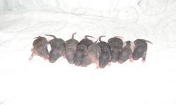 I have a Batch of HAIRLESS RATS that were born on the 28th of Dec. They will  be ready go to to new homes around the 25th of January.
If you are interested in one or more you can call and we can set up a time to view. The babies are all dark, { mostly