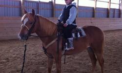 MAKE ME AN OFFER-SERIOUS INQUIRIES ONLY
2 year old Filly Pony. Registered Half Bred Welsh Section B
EXCELLENT TEMPER! Broke to ride (green), ties,clips, Farrier. UTD shots. Not spooky, great with kids. My 6 year old rides her in western tack. Will make an