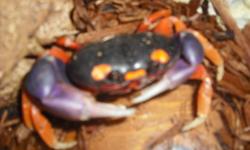 Hello,
I have a male moon crab for sale. He comes with his tank, a waterfall, his hidey house, a pool, feeding dish, and some plants. He is very interesting to look at and very colourful. A great conversation starter.
 
If interested please contact.