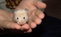 Baby hamsters need new home
Fluffy adorable baby hamsters are looking for new home. Friendly, energetic and playful pets, assorted colors.
They were born Oct. 12 and now ready to meet their new owners.
Not for feeders.
If interested, please e-mail or call
