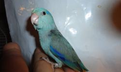 HAND-FED BLUE PARROTLET BABIES FOR SALE. MALES AND FEMALE ARE AVAILABLE.
PICTURE # 1 IS THE MALE.
PICTURE # 2 IS FEMALE
THEY ARE WEANED AND FRINDLY. GOOD FEATHERS AND HEALTH. 100$ EACH BIRD WITH A BAG FOR COCKATIEL SEED MIX AND MILLET SPRAY.
OTHE COLOR